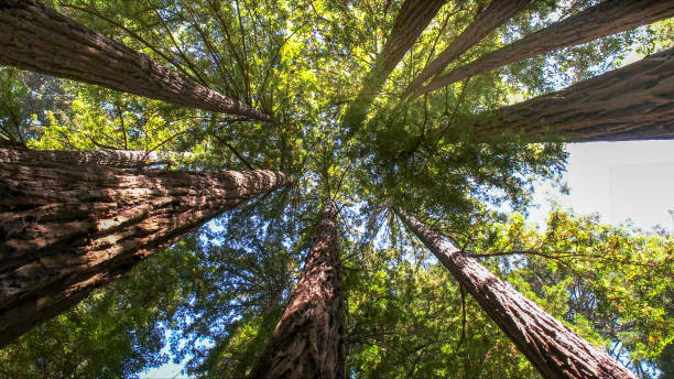 Trusted Camp Swift, TX Tree Removal Experts